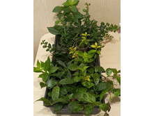 ������� ������.jpg