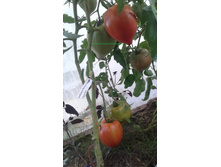 ������� ����� ������