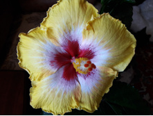 ������ No1