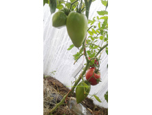 ������� ������ �����