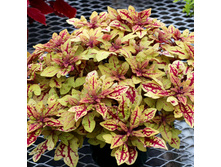 Terra Nova Marakesh (�.�.) - 150 ���.