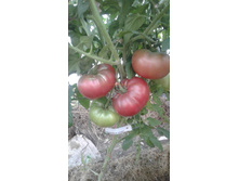 ��������� �����