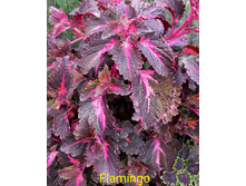 Flamingo - 100 ���.