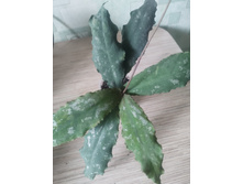 Hoya undulata.