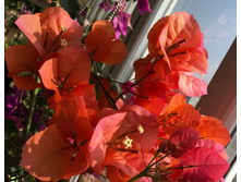 ����������� Scarlet Glory Orange (�.�.) - 300 ���.