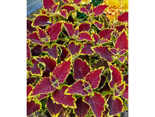 Stained Glassworks Crown Jevel- 100 ���.