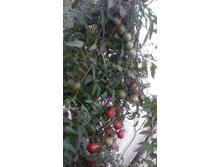 ����������� �� ����