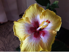 ������ No1