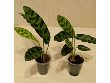 ������� ���������� - 350 ���.