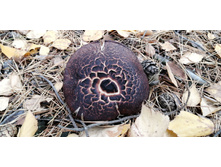 IMG 20211016 095644.jpg