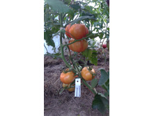 ������������ ��������������