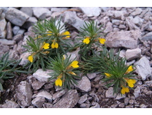 ������� ��������.jpg