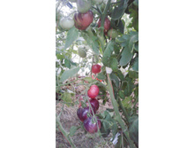 ����������� �������������