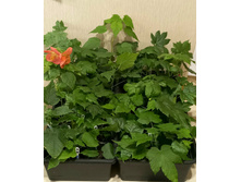 ������� ����������.jpg