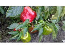 ��� ������