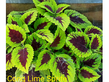 Cong Lime Sprite - 100 ���.