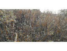 IMG 20211017 132452.jpg