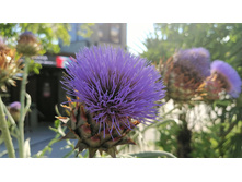 IMG 20210717 170249.jpg