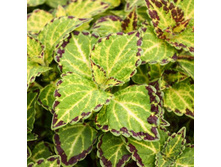 Bonnie Gold - 100 ���.