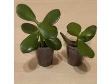 ��������, ���������, �������� ������.jpg - 100 ���.