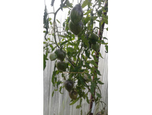 ���������� �������� ����������� VT-16