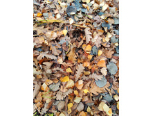 IMG 20211023 115639-01.jpeg