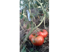 ���� ������� ������