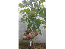 ������� � ������