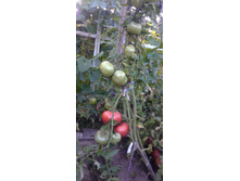 ��������� �������