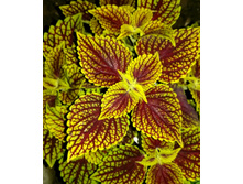 Coleosaurus - 150 ���.