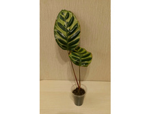 ������� ������ - 200 ���.