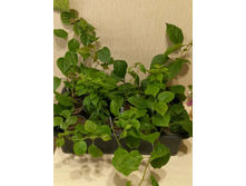 ������� �����������.jpg