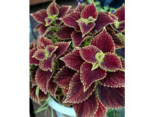 Coleosaurus (�������) - 150 ���.