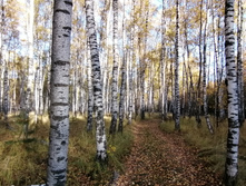 IMG 20211009 153415.jpg