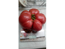 ������� ����