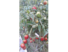 ������ �������� ����