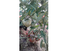 ������ ��������