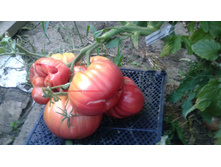 ����������� �������������