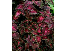 ������ Loving Hearts - 100 ���.