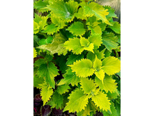 Wasaby - 100 ���.