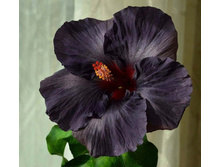 Moorea Dream of an Angel