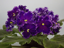 ��-����� ���� �.jpg