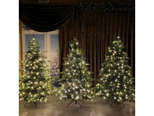 Tree style rnd 251761210 607306703798109 2958045056321645071 n.jpg