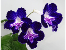 Ren-��������� �����.jpg