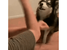 IMG 20211129 090734.gif