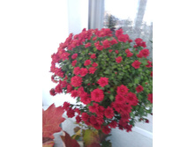 IMG 20211030 151605.jpg