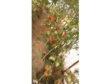 ������� 09 ��� 2020