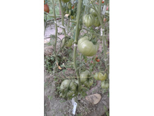 ��������� (Hillbilly Royal)