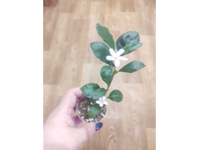 ����������� ��������-Mitriostigma axillare.