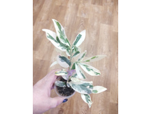 Syzygium paniculatum variegated.